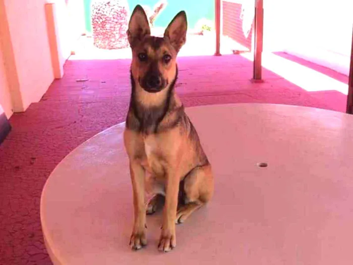 Cachorro ra a Vira Lata idade 3 anos nome Ravena
