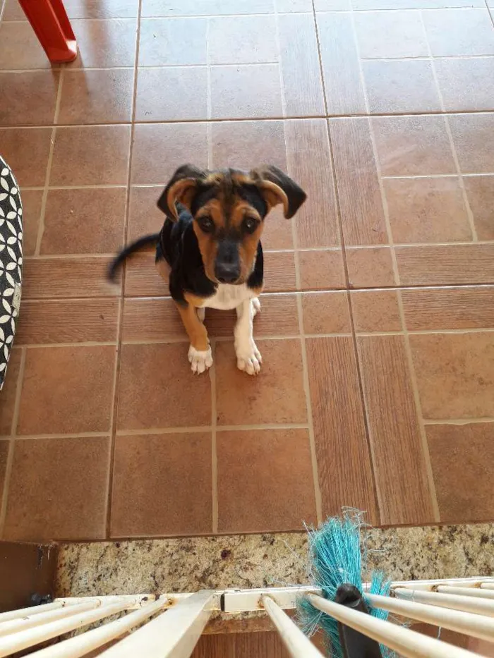 Cachorro ra a Vira-lata ou sem raça específi idade 2 a 6 meses nome Pitoco