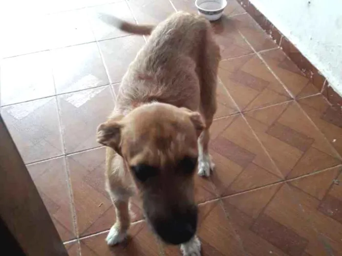 Cachorro ra a Misturado  idade 2 a 6 meses nome Bel8nha