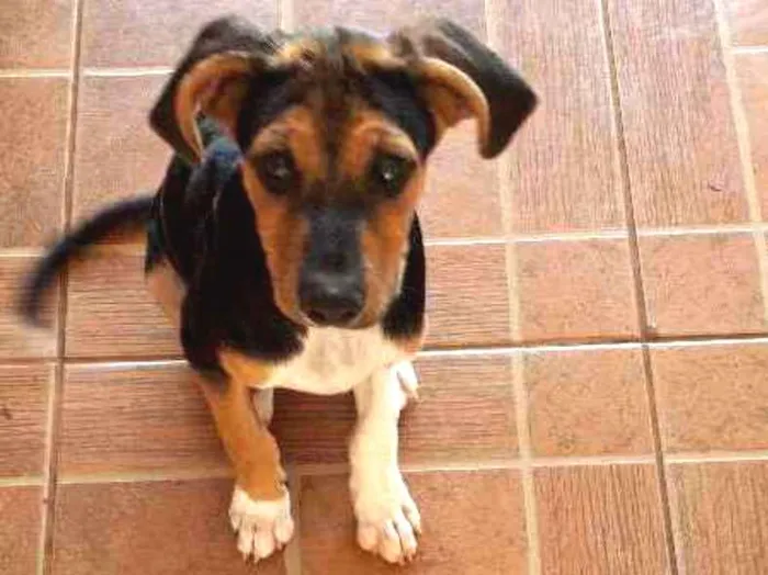 Cachorro ra a Vira-lata ou sem raça específi idade 2 a 6 meses nome Pitoco