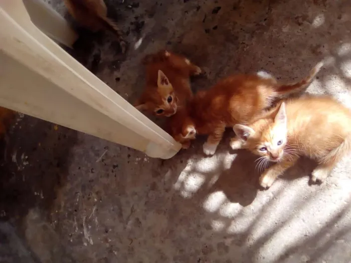 Gato raça  idade Abaixo de 2 meses nome Ninhada linda