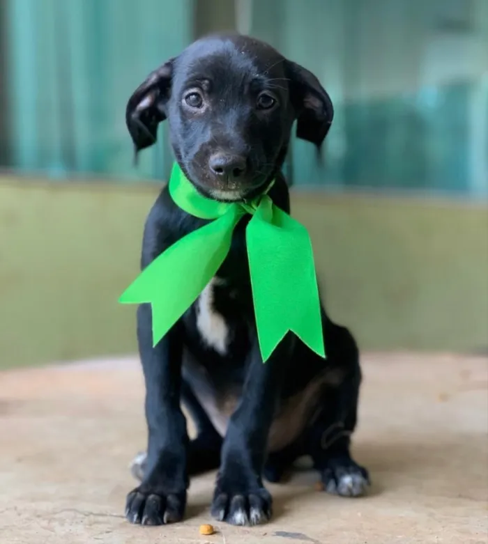 Cachorro ra a SRD idade 2 a 6 meses nome Astor 
