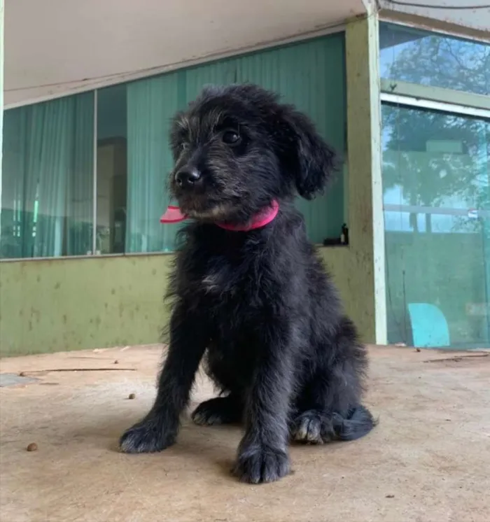 Cachorro ra a SRD idade 2 a 6 meses nome Cacau 