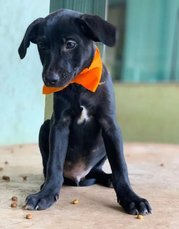Cachorro ra a SRD idade 2 a 6 meses nome Bidu 