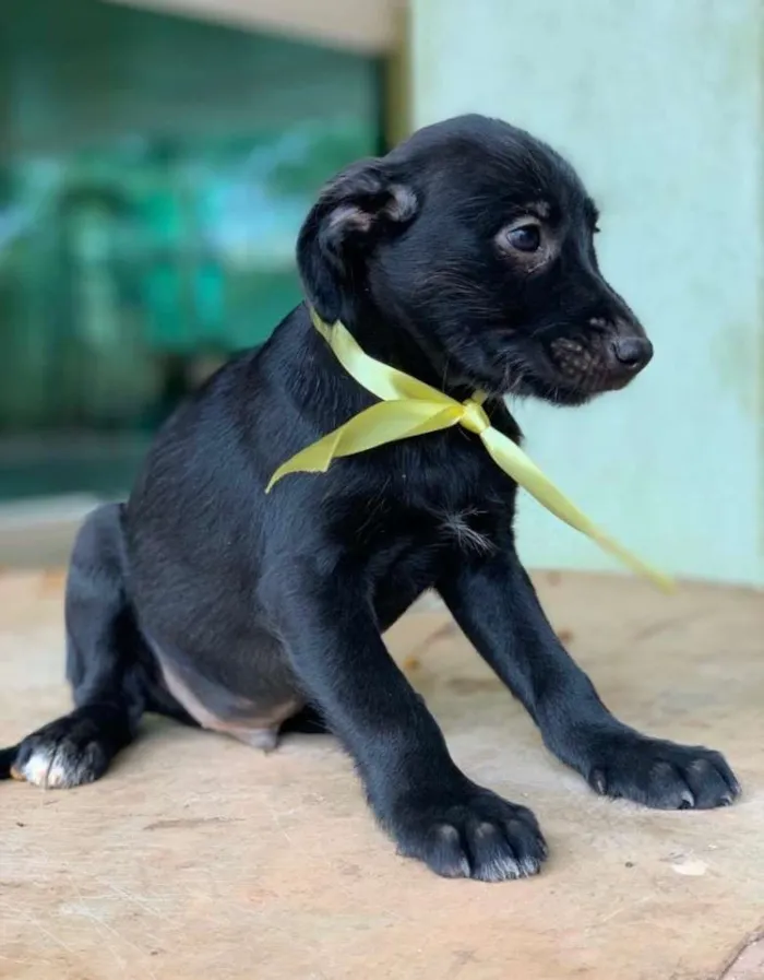 Cachorro ra a SRD idade 2 a 6 meses nome Dudu 