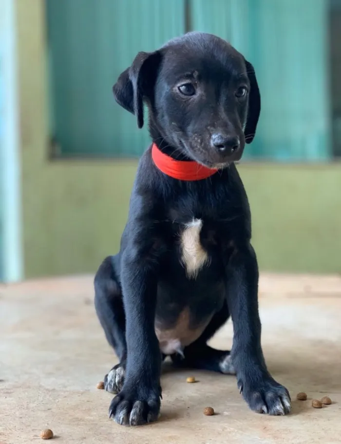 Cachorro ra a SRD idade 2 a 6 meses nome Guga 