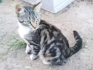 Gato raça SRD idade 2 a 6 meses nome Tigresa 