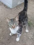 Tigresa