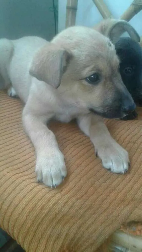 Cachorro ra a Nd idade 2 a 6 meses nome Sem nome