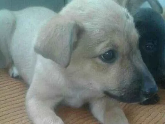 Cachorro ra a Nd idade 2 a 6 meses nome Sem nome