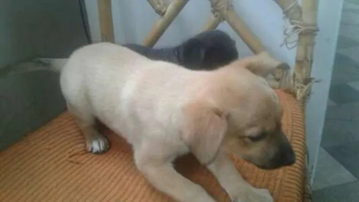 Cachorro ra a Nd idade 2 a 6 meses nome Sem nome
