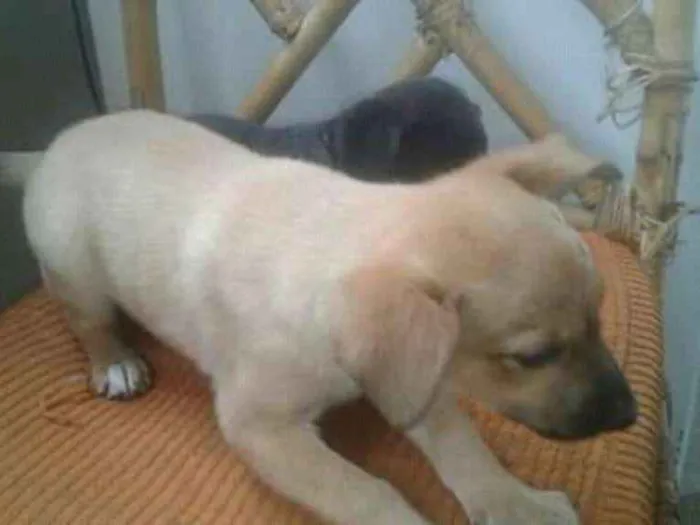Cachorro ra a Nd idade 2 a 6 meses nome Sem nome