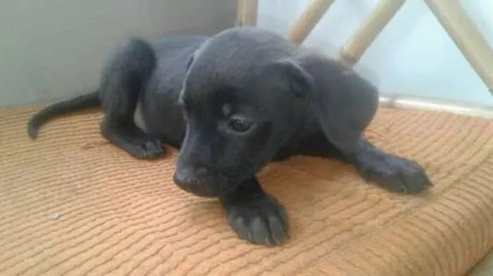 Cachorro ra a Nd idade 2 a 6 meses nome Sem nome