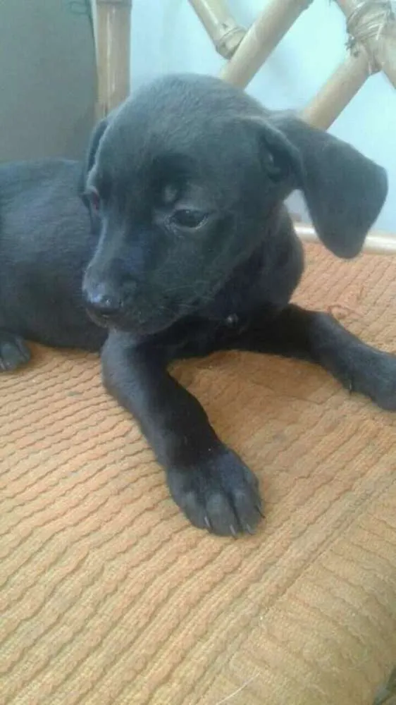 Cachorro ra a Nd idade 2 a 6 meses nome Sem nome