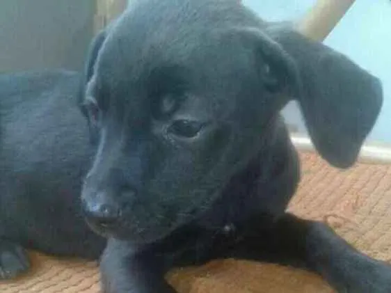 Cachorro ra a Nd idade 2 a 6 meses nome Sem nome
