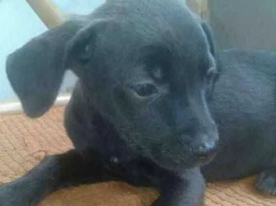 Cachorro ra a Nd idade 2 a 6 meses nome Sem nome