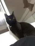 Vader (Veider)