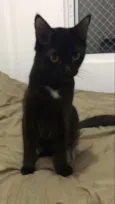 Vader (Veider)