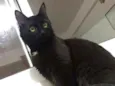 Vader (Veider)