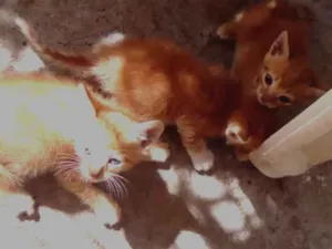 Gato raça  idade Abaixo de 2 meses nome Ninhada linda