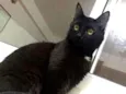 Vader (Veider)