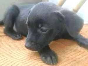 Cachorro raça Nd idade 2 a 6 meses nome Sem nome