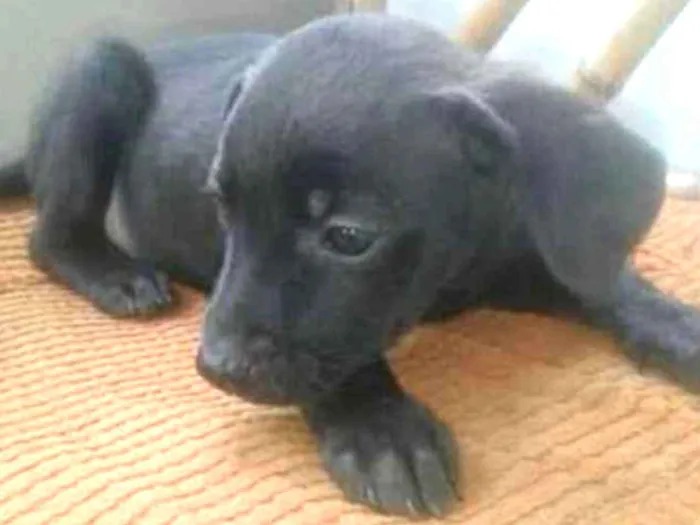 Cachorro ra a Nd idade 2 a 6 meses nome Sem nome