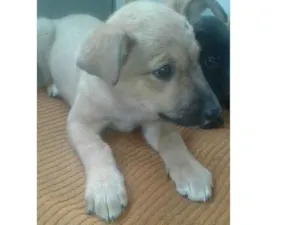 Cachorro raça Nd idade 2 a 6 meses nome Sem nome