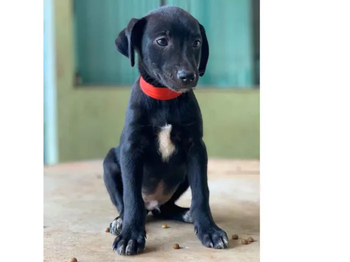 Cachorro ra a SRD idade 2 a 6 meses nome Guga 
