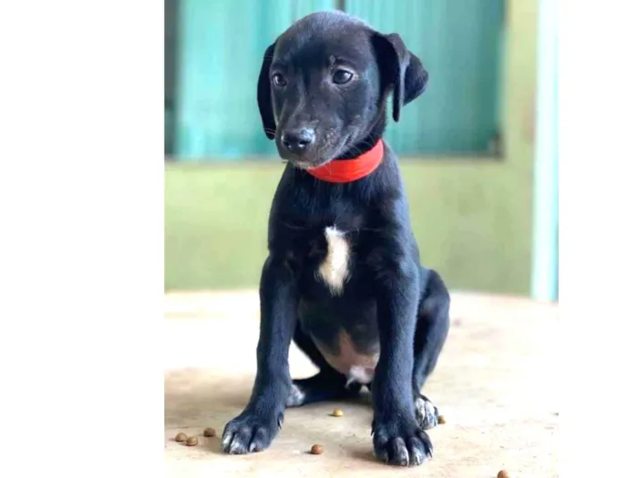 Cachorro ra a SRD idade 2 a 6 meses nome Guga 