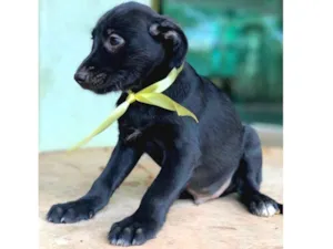 Cachorro raça SRD idade 2 a 6 meses nome Dudu 