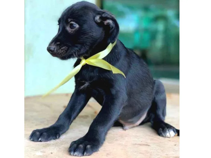 Cachorro ra a SRD idade 2 a 6 meses nome Dudu 