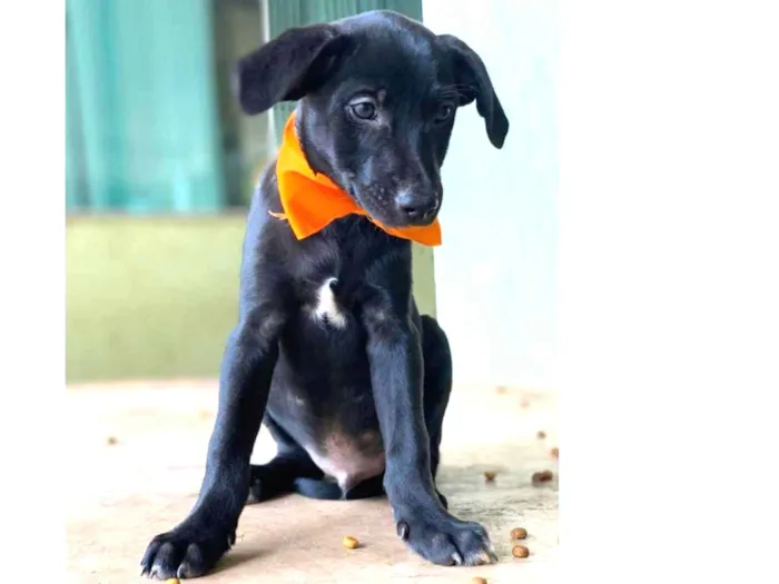 Cachorro ra a SRD idade 2 a 6 meses nome Bidu 