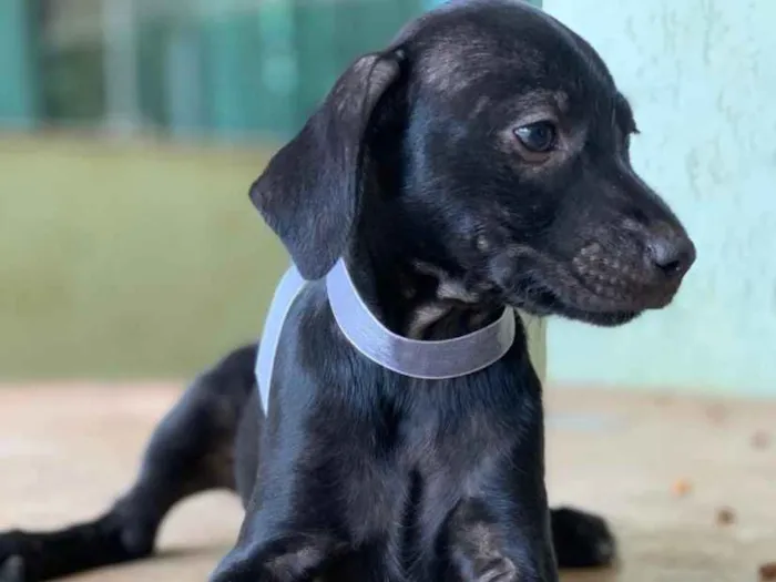 Cachorro ra a SRD idade 2 a 6 meses nome Luna 