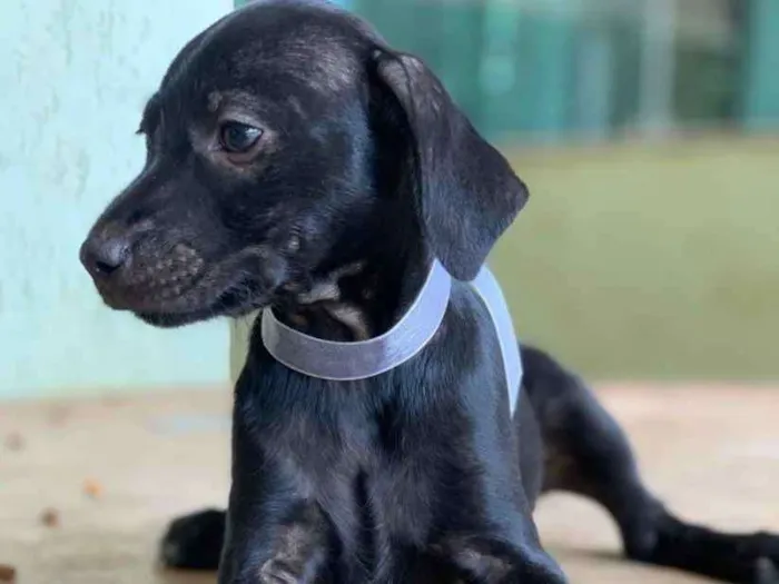 Cachorro ra a SRD idade 2 a 6 meses nome Luna 