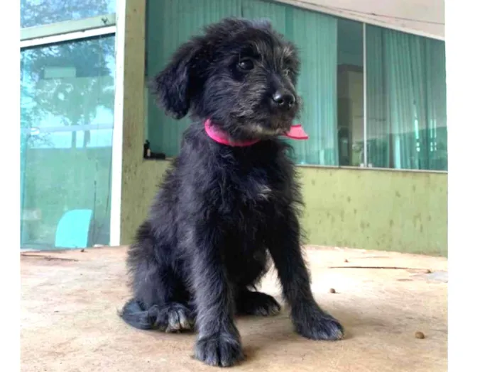 Cachorro ra a SRD idade 2 a 6 meses nome Cacau 