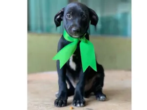 Cachorro raça SRD idade 2 a 6 meses nome Astor 