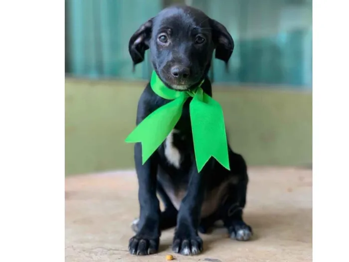 Cachorro ra a SRD idade 2 a 6 meses nome Astor 
