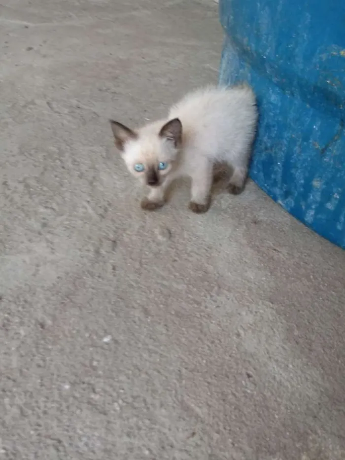 Gato raça Srd idade 2 a 6 meses nome Sem nome
