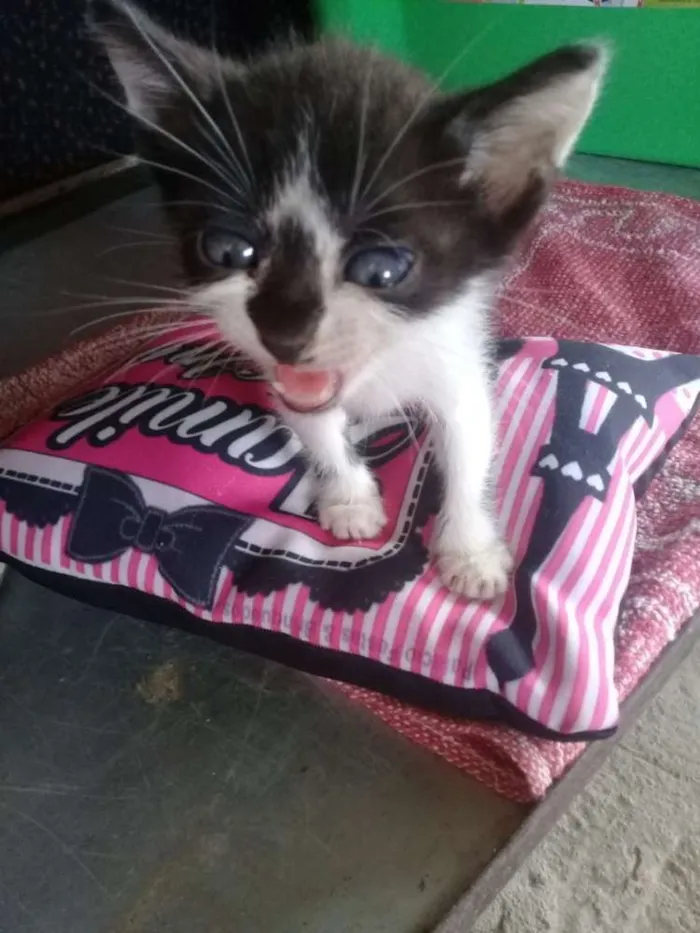 Gato raça Srd idade Abaixo de 2 meses nome Sem nome