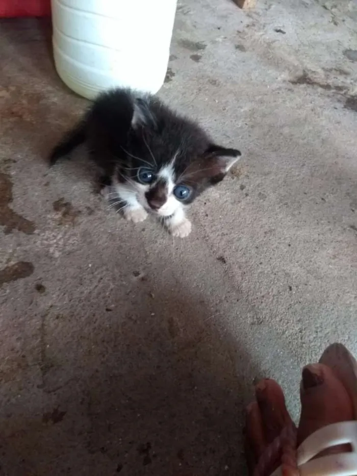 Gato raça Srd idade Abaixo de 2 meses nome Sem nome