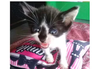 Gato raça Srd idade Abaixo de 2 meses nome Sem nome
