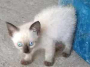 Gato raça Srd idade 2 a 6 meses nome Sem nome