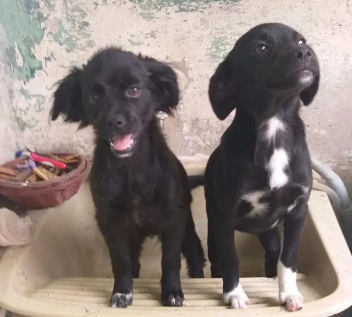 Cachorro ra a Indefenida idade 2 a 6 meses nome Pretinha 