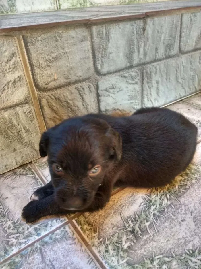 Cachorro ra a Indefinida  idade Abaixo de 2 meses nome Filhotes