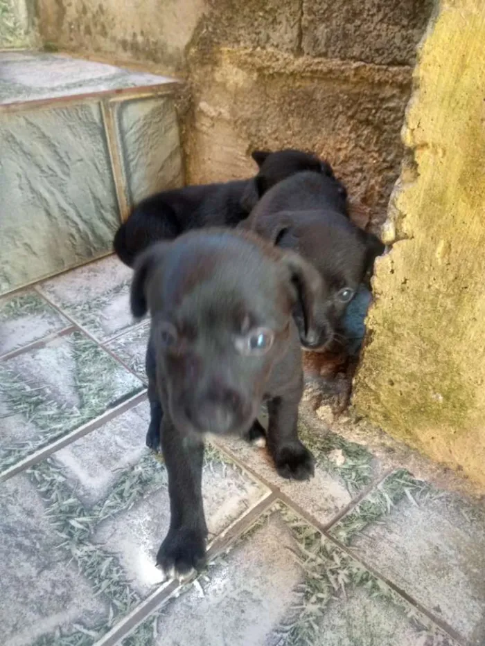 Cachorro ra a Indefinida  idade Abaixo de 2 meses nome Filhotes