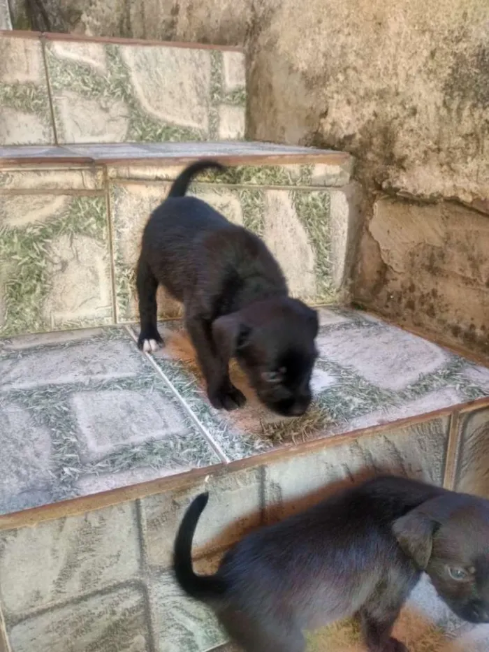 Cachorro ra a Indefinida  idade Abaixo de 2 meses nome Filhotes