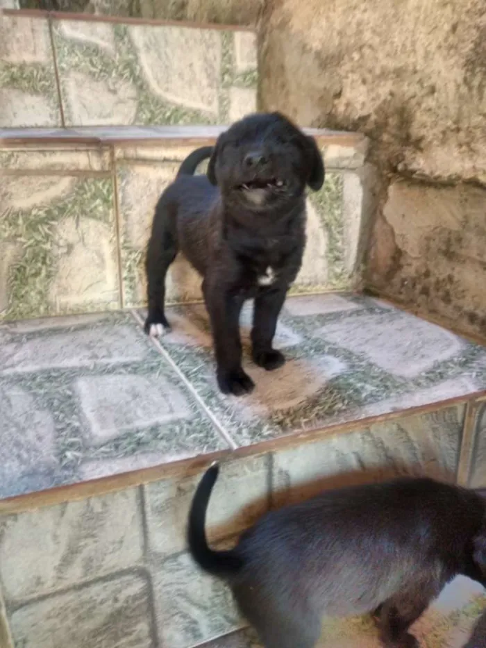 Cachorro ra a Indefinida  idade Abaixo de 2 meses nome Filhotes