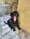 Filhotes