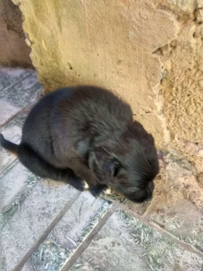 Cachorro ra a Indefinida  idade Abaixo de 2 meses nome Filhotes